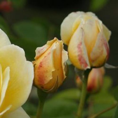 Rosa Charlotte - sárga - Teahibrid virágú - magastörzsű rózsafa- bokros koronaforma